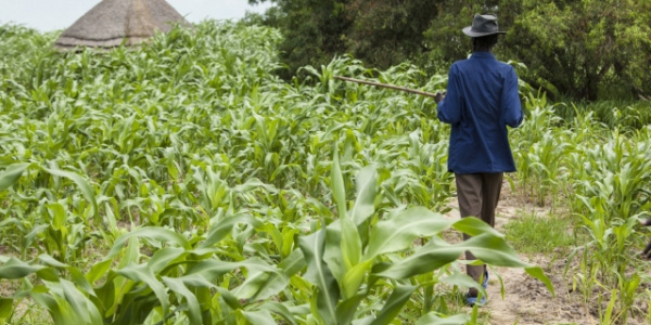Togo: Business operators encouraged to invest in agriculture