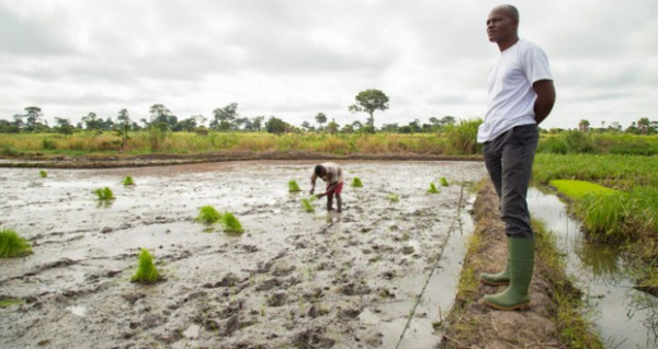 Togo : 700 agents recenseurs déployés sur le terrain pour enregistrer les acteurs des chaînes de valeur agricoles
