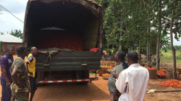 Le Gouvernement rachète des stocks de tomates aux producteurs togolais, victimes de la fermeture des frontières du Nigéria