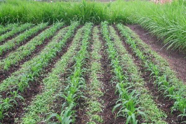 PATAE: Togo seeks to better preserve its ecosystems while boosting agricultural output
