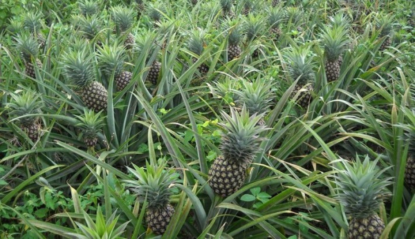 Togo: Pineapple exports stood at XOF1.5 billion in 2018
