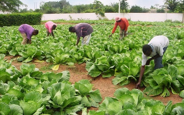 AfDB, Togo discuss ways to improve SME/SMIs’ access to agricultural loans