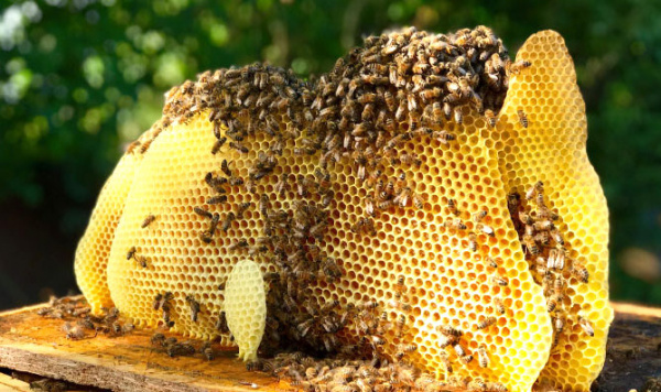 Le Togo va exporter aux Etats Unis au moins 3,5 tonnes de cire d’abeilles par an et sur 4 ans
