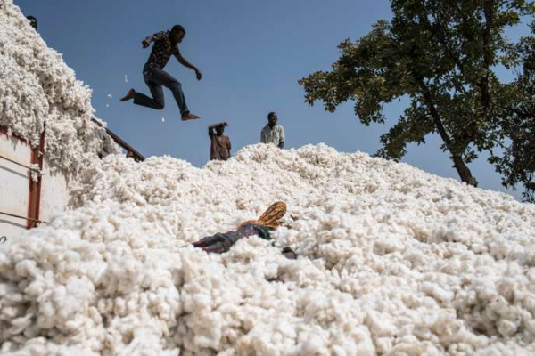 Togo: Cotton farmers urged to help the country achieve its 200,000 t output target by 2022