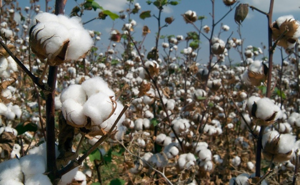 Togo&#039;s cotton sales to the EU in 2018 up by more than 50% compared to 2017